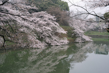 千鳥ヶ淵 桜