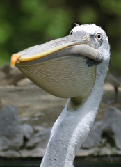 pelican portrait with natural background;