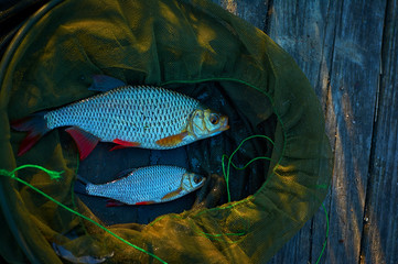 Two freshwater common rudd fish (scardinius erythrophthalmus) on green fishing net and wooden platform. Float fishing early spring.