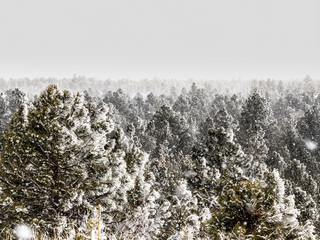 Frosty Pine Forest