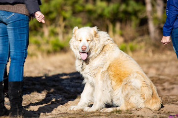 Central Asian Shepherd Dog close up cute at day