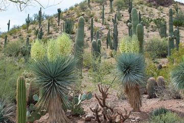 Fototapeta premium Beautiful Succulents from Arizona