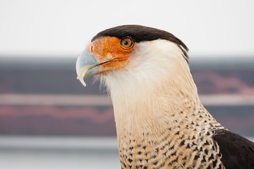 Crested Caracara