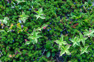 Crowberries and dogwood