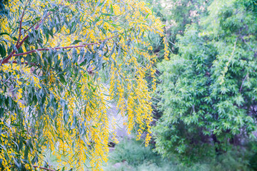 Fototapeta na wymiar branches of flowering Mimosa