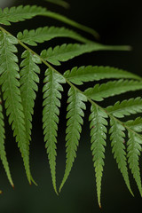 isolated green fern frond leaf on black background