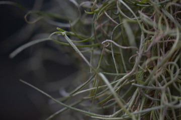 wild green untamed grass plant growing vertically on wall