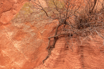 Fototapeta na wymiar sandstone and tree texture