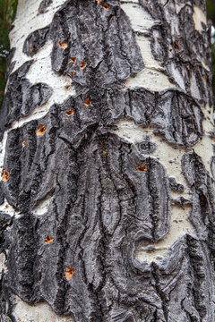 Scarred Aspen Bark Texture