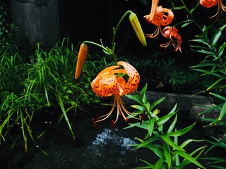 オニユリの花とつぼみ