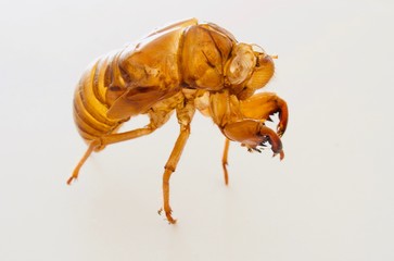 セミの幼虫の抜け殻