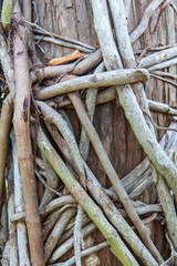 Tangled philodendron roots