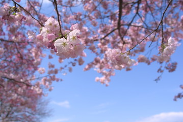 桜（Cherry Blossoms）