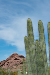 Beautiful Succulents from Arizona