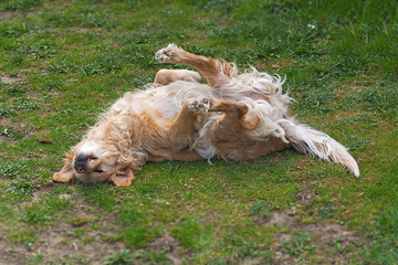 A golden retriever dog rolling in the green grass