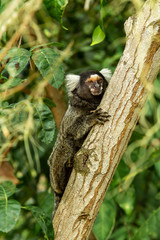 sagui, Mico-estrela na arvore