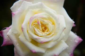 Rose - Flower - Biltmore Estate Garden - Asheville North Carolina