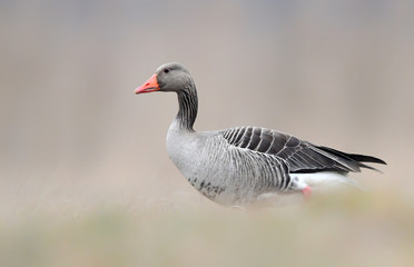 Greylag goose (Anser anser)