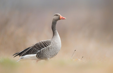 Obraz na płótnie Canvas Greylag goose (Anser anser)