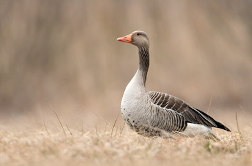 Greylag goose (Anser anser)
