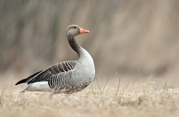 Greylag goose (Anser anser)