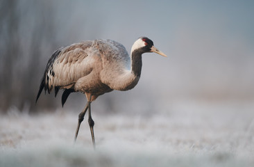 Obraz premium Common crane (Grus grus)