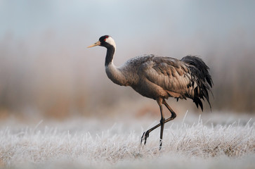 Common crane (Grus grus)