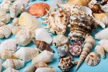 seashells on blue background. 