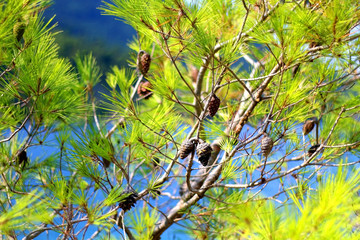 Pine tree growing in front of the sea. Selective focus, vibrant colors.