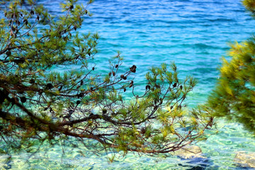 Obraz na płótnie Canvas Pine tree growing in front of the sea. Selective focus, vibrant colors.