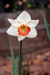 Fototapeta premium Daffodil 5