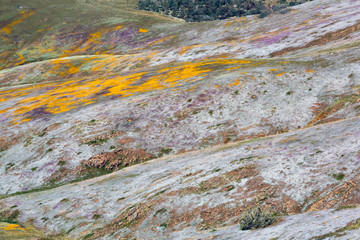 Kern Valley Spring Bloom