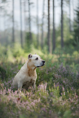 Dog in the woods in the heather. Cute Pit Bull Terrier on nature. Walk with pet