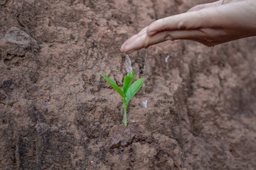 Hand nurturing and watering young baby plants growing in germination sequence on fertile soil