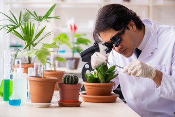 Fototapeta premium Biotechnology chemist working in lab