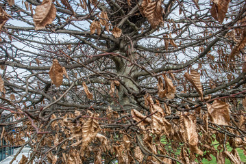 Dry leaves in the trees