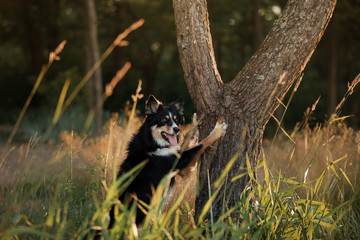 dog in the forest the peeps. tricolor border collie in nature. Pet for a walk in wood