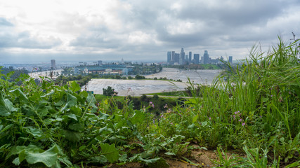 Los Angeles downtown skyline view from park, California, USA