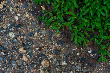 Grass and dirt in rainy day