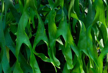 Obraz premium Background of foliage