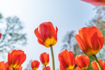 Tulips in spring