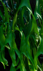 Background of foliage