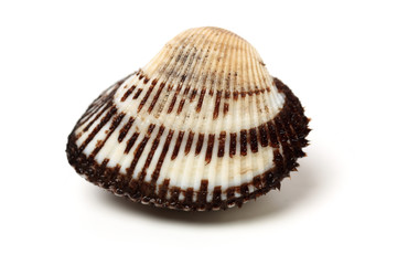 Scapharca subcrenata on white background 