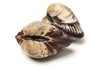 Scapharca subcrenata on white background 