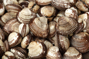 Scapharca subcrenata  food background 