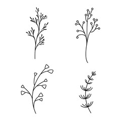Silhouettes ramification of garden and field plant.