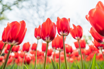 Fototapeta na wymiar Tulips in spring