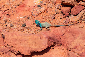 The Sinai agama (Pseudotrapelus sinaitus, formerly Agama sinaita) is an agamid lizard found in arid areas of southeastern Libya, Egypt.