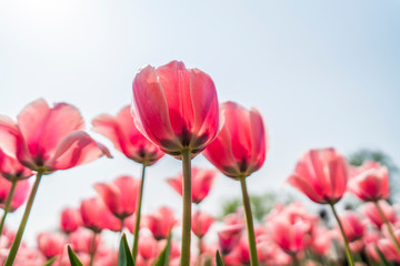 Obraz na płótnie Canvas Tulips in spring