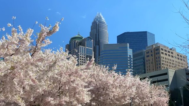 Charlotte, North Carolina  skyline as seen from Romare Bearden Park in spring